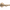 Champagne Bronze / 1